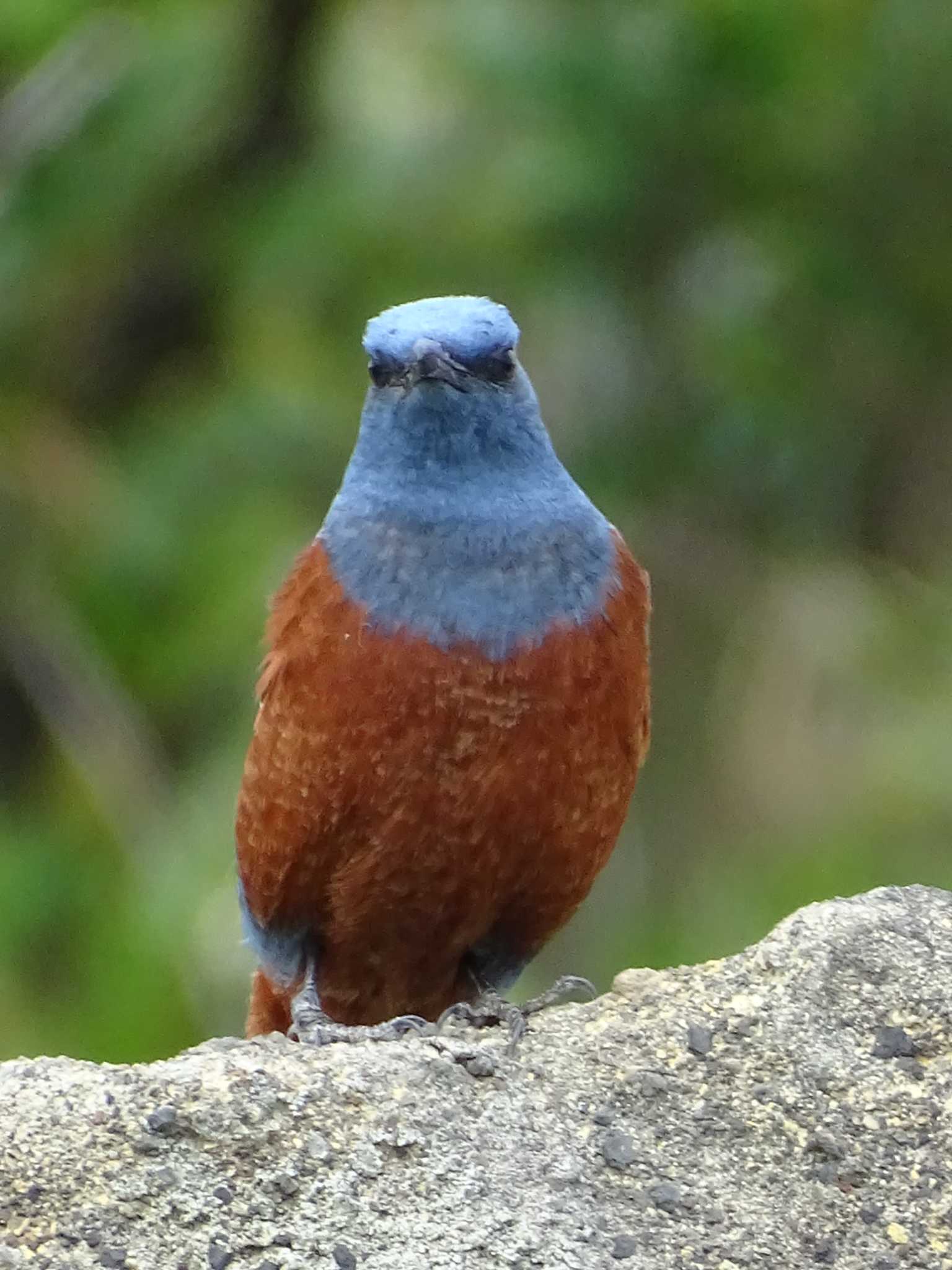 Photo of Blue Rock Thrush at 城ヶ島公園 by poppo