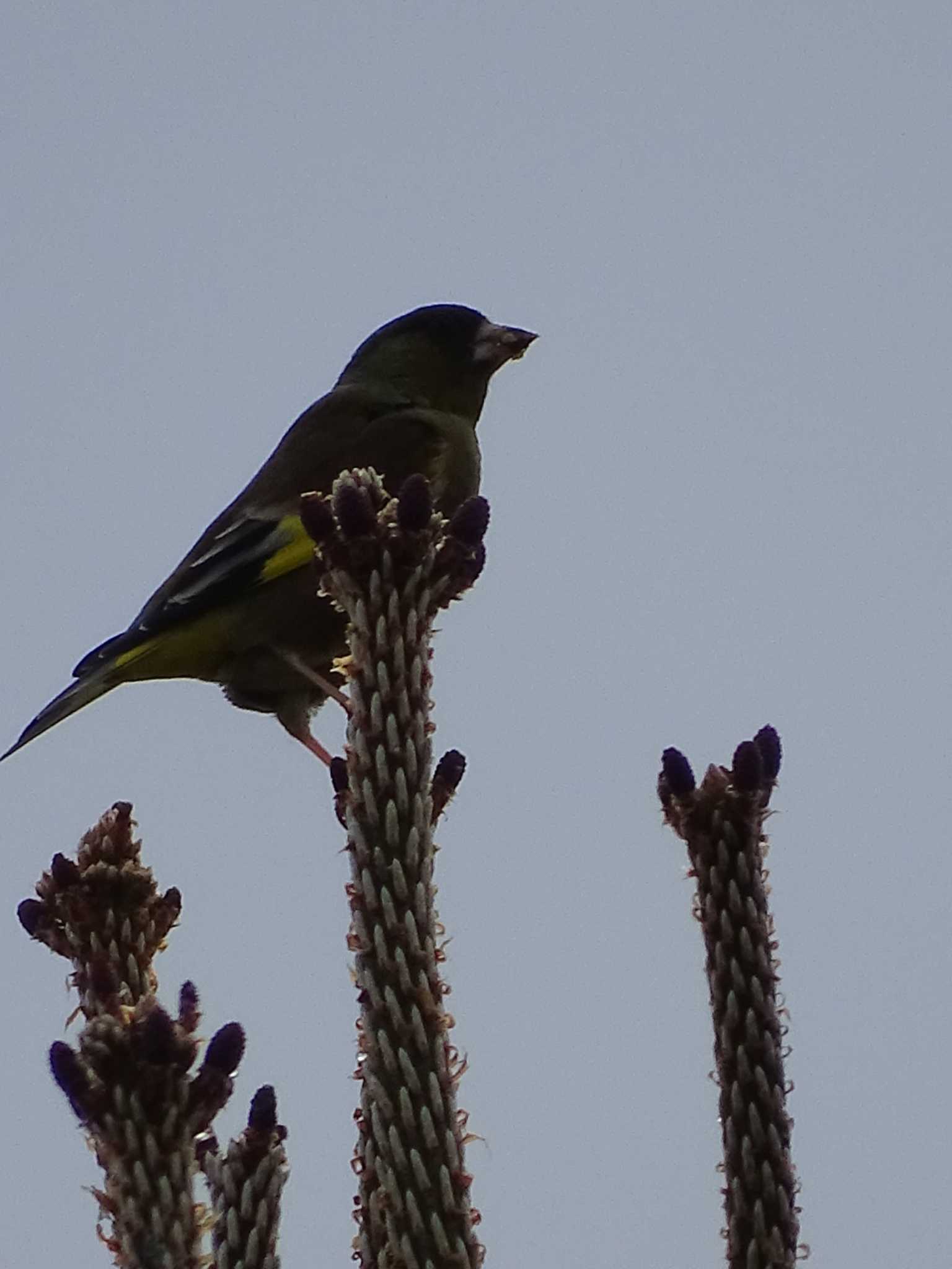 Grey-capped Greenfinch