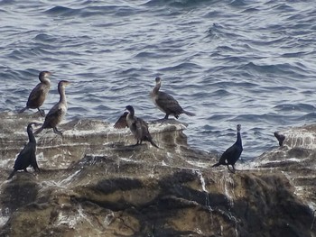 Japanese Cormorant 城ヶ島公園 Tue, 4/18/2023