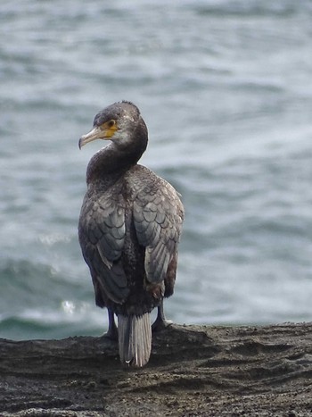 Japanese Cormorant 城ヶ島公園 Tue, 4/18/2023