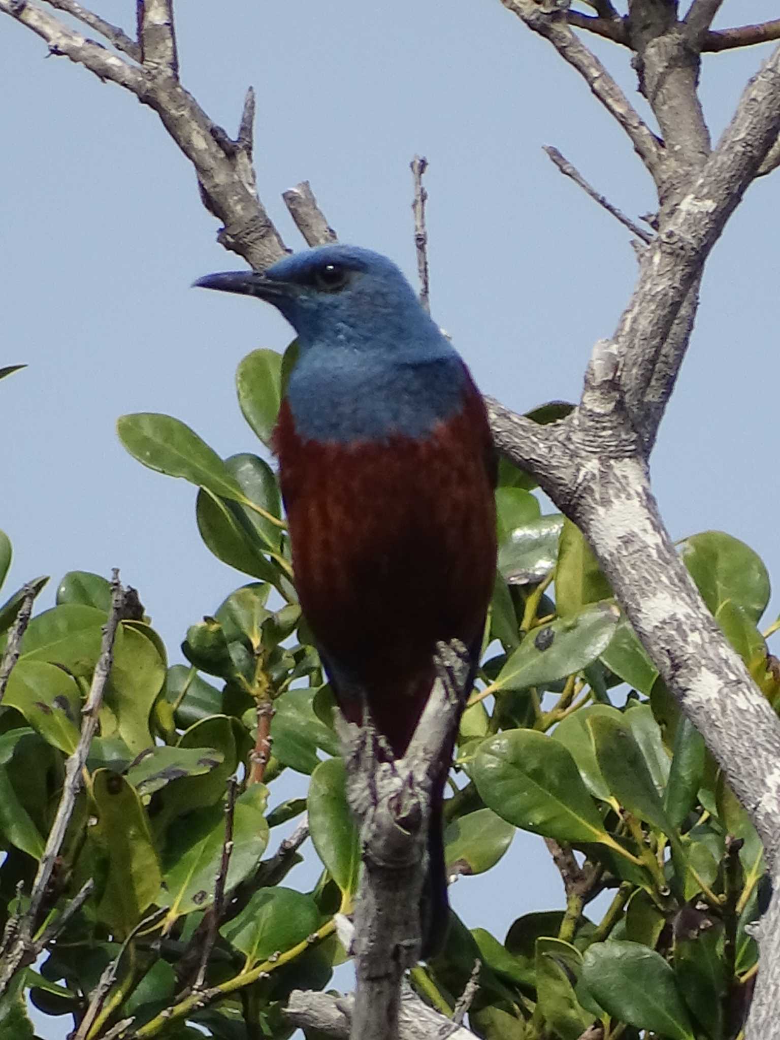 Blue Rock Thrush