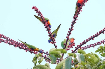 Rainbow Lorikeet Granite Gorge (Australia) Sat, 5/5/2018