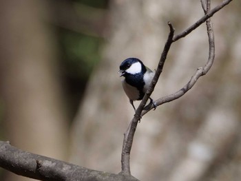 Japanese Tit 秩父 Tue, 4/11/2023