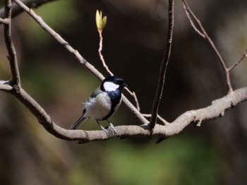 Japanese Tit 秩父 Tue, 4/11/2023