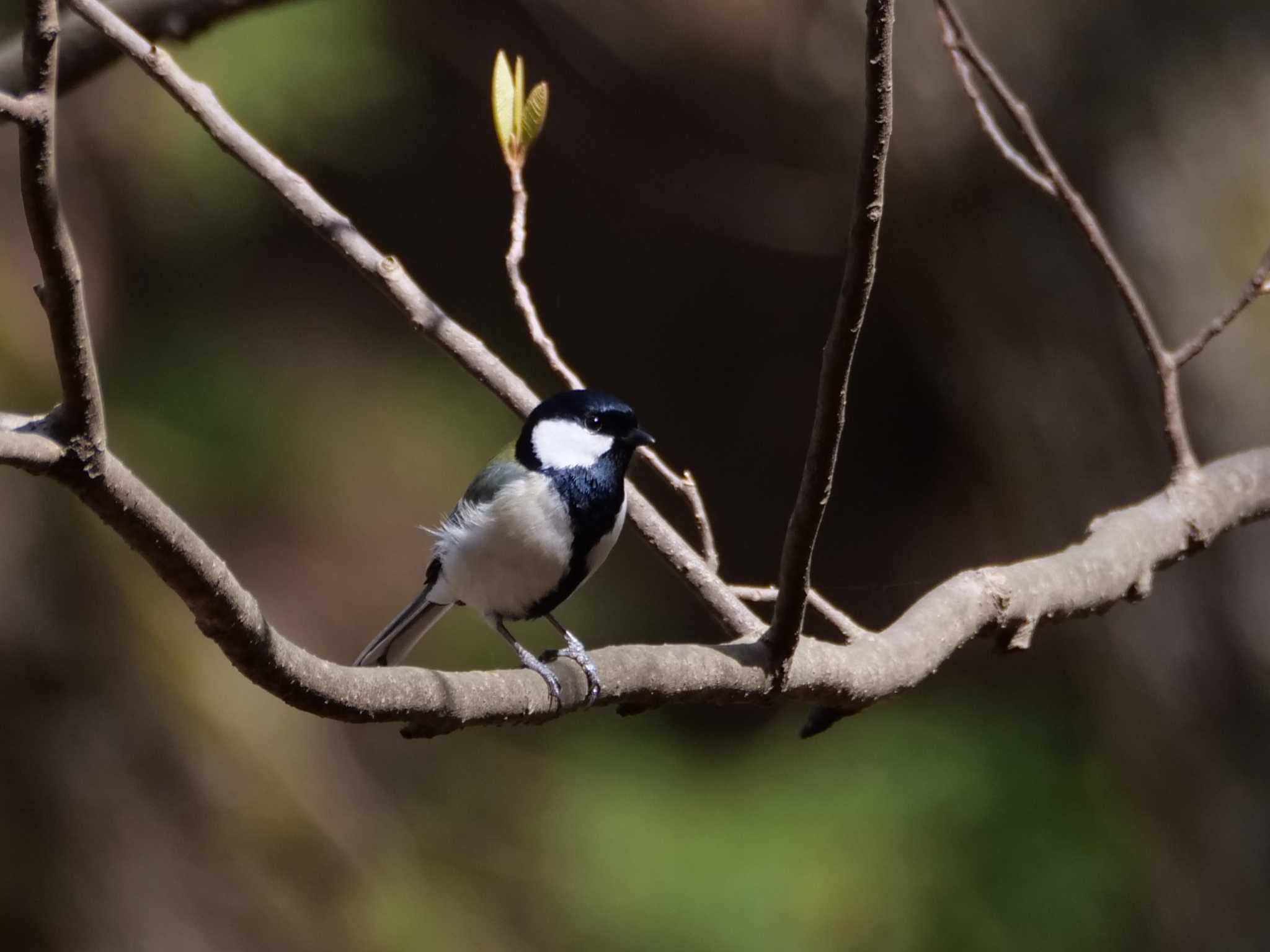 みはり。 by little birds