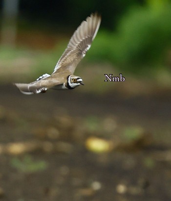 Little Ringed Plover Unknown Spots Unknown Date