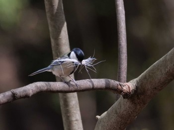 Japanese Tit 秩父 Tue, 4/11/2023