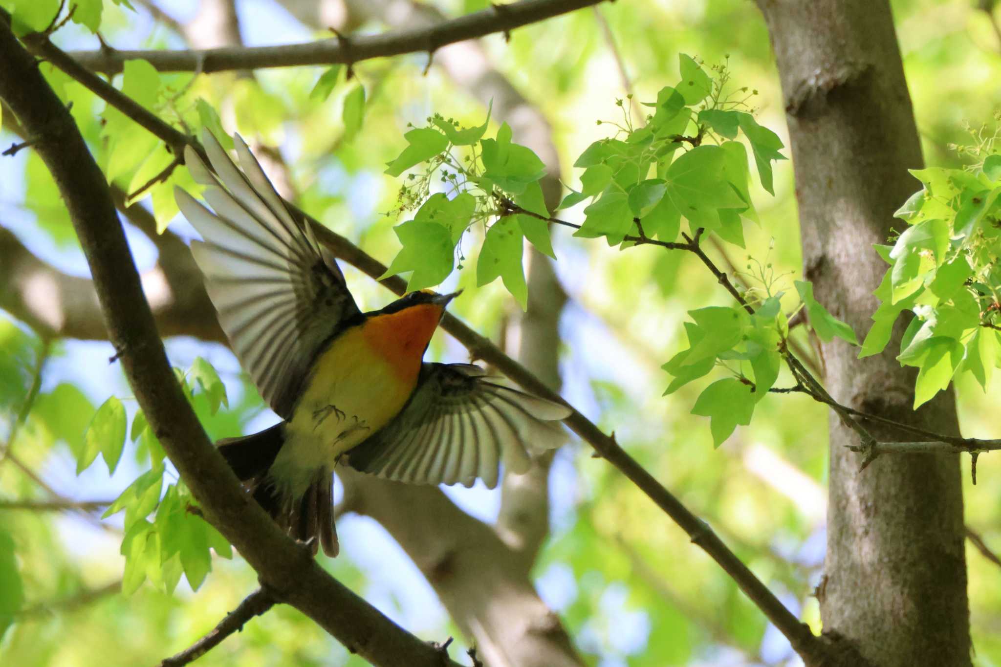 鶴舞公園(名古屋) キビタキの写真