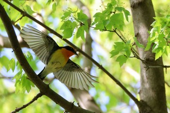 2023年4月16日(日) 鶴舞公園(名古屋)の野鳥観察記録