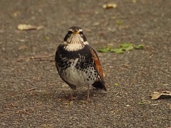 Dusky Thrush 祖父江ワイルドネイチャー緑地 Tue, 4/18/2023