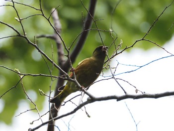 Grey-capped Greenfinch 祖父江ワイルドネイチャー緑地 Tue, 4/18/2023