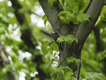 Japanese Pygmy Woodpecker 祖父江ワイルドネイチャー緑地 Tue, 4/18/2023