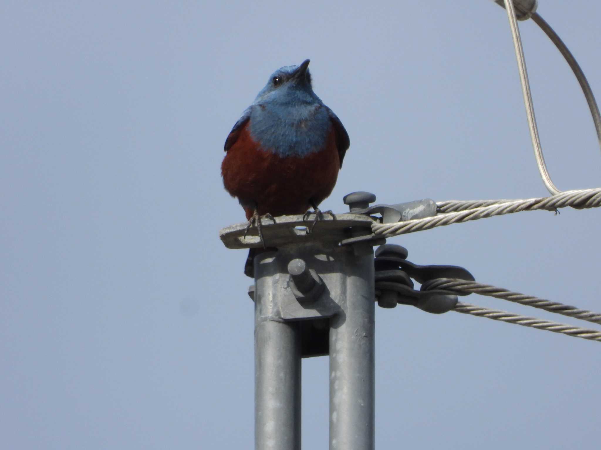 Blue Rock Thrush