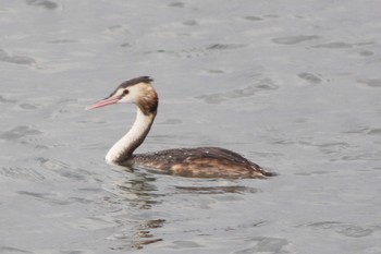 2023年4月18日(火) 葛西臨海公園の野鳥観察記録