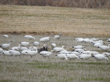 Mon, 4/17/2023 Birding report at 浦幌町豊北 · 豊頃町大津