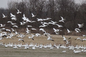 Snow Goose 浦幌町豊北 · 豊頃町大津 Mon, 4/17/2023