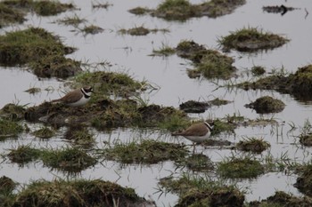 Little Ringed Plover 浦幌町豊北 · 豊頃町大津 Mon, 4/17/2023