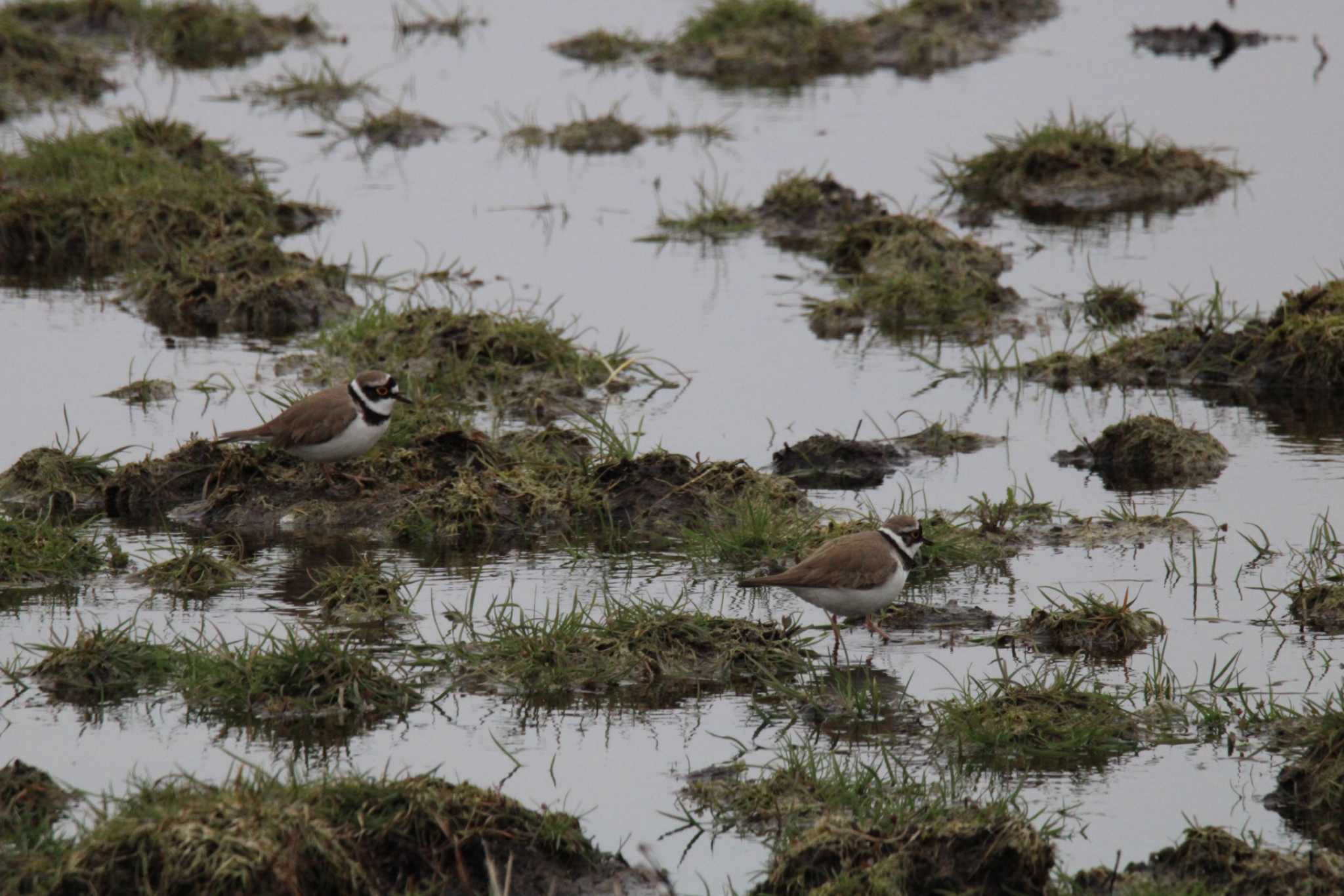 Little Ringed Plover