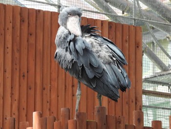 ハシビロコウ 掛川花鳥園 2023年4月16日(日)