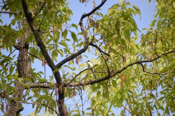 Ashy Minivet Unknown Spots Tue, 4/18/2023