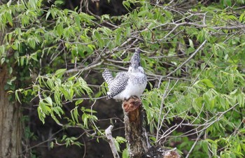 2023年4月18日(火) 平成榛原子供のもり公園の野鳥観察記録