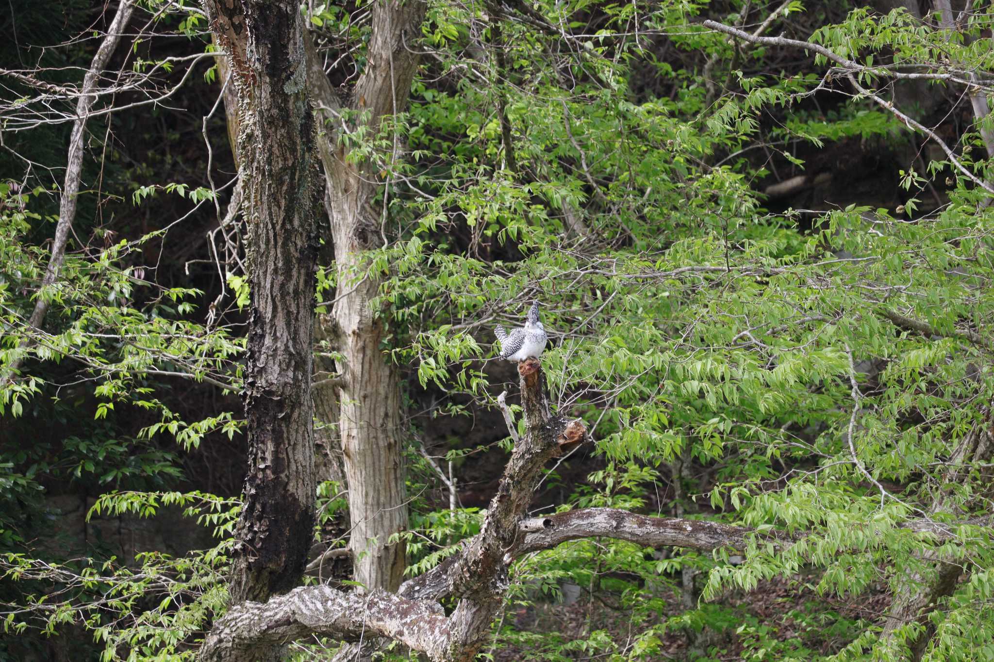 Crested Kingfisher