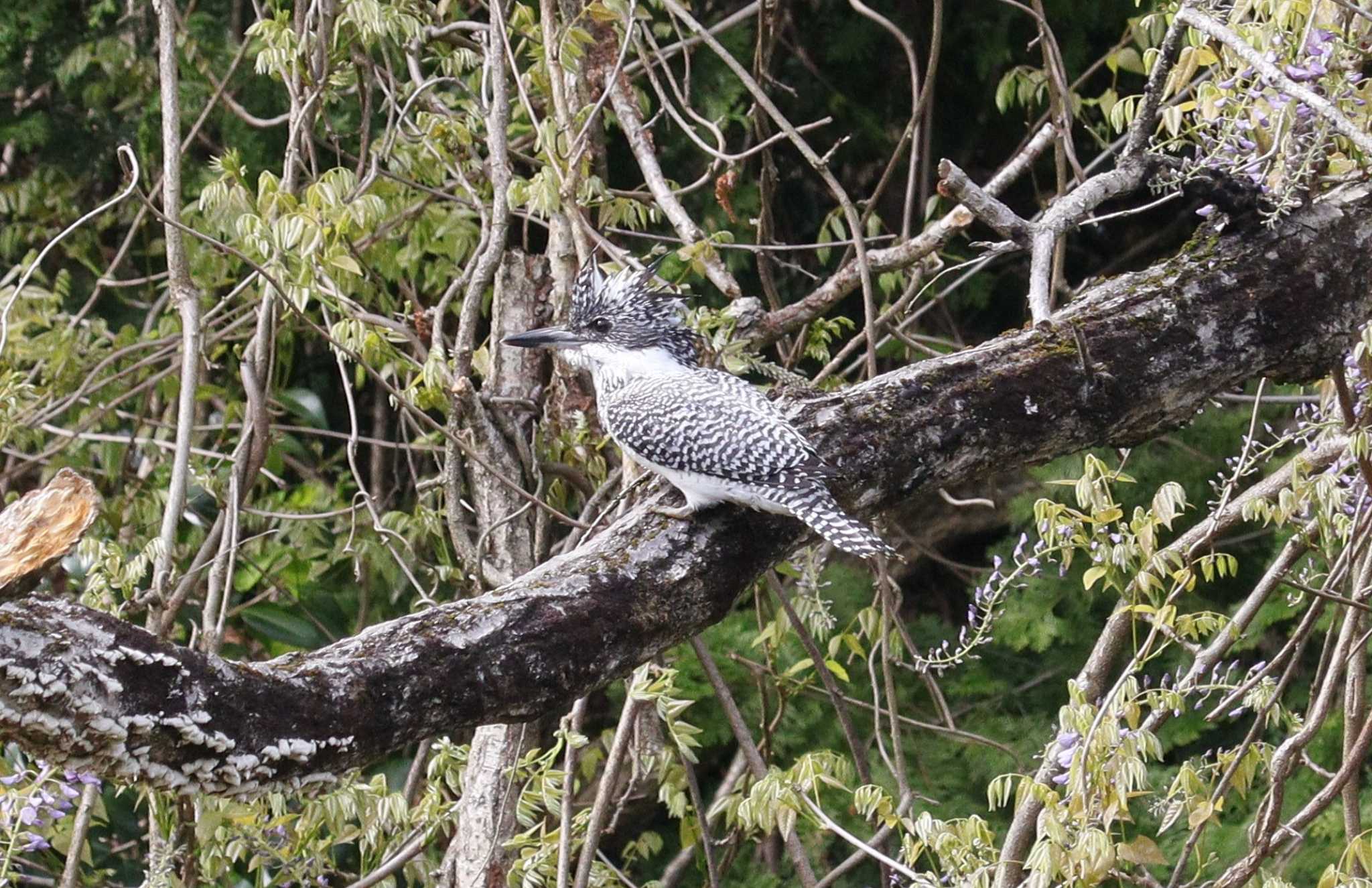 Crested Kingfisher