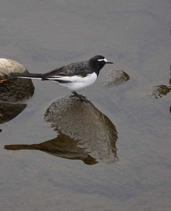 Japanese Wagtail 一ノ宮公園 Sat, 1/14/2023