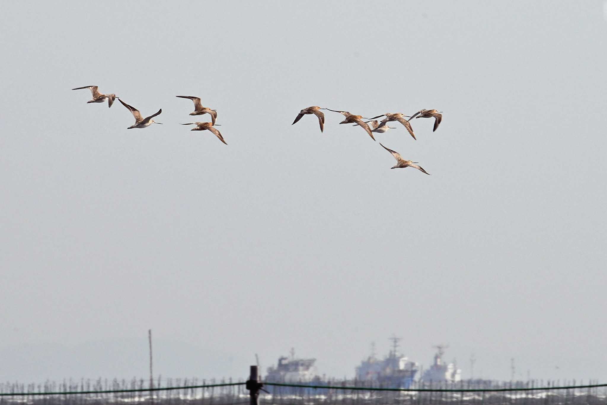 ふなばし三番瀬海浜公園 オオソリハシシギの写真