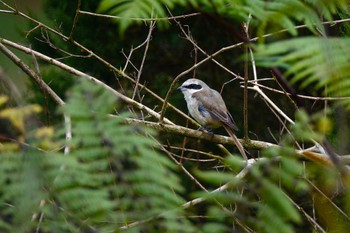 Brown Shrike Fraser's Hill Thu, 3/9/2023