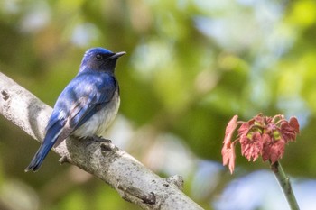 Blue-and-white Flycatcher 鶴舞公園(名古屋) Sun, 4/16/2023