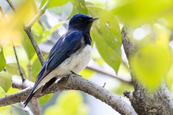 Blue-and-white Flycatcher 鶴舞公園(名古屋) Sun, 4/16/2023