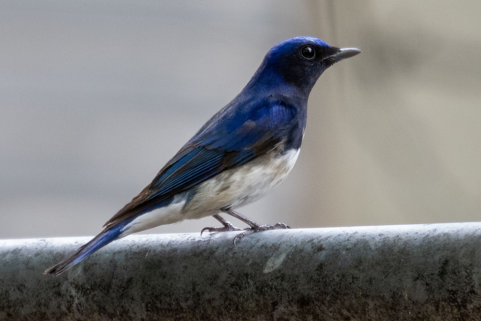 Blue-and-white Flycatcher