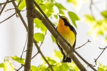 キビタキ 鶴舞公園(名古屋) 2023年4月16日(日)