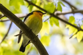 キビタキ 鶴舞公園(名古屋) 2023年4月16日(日)