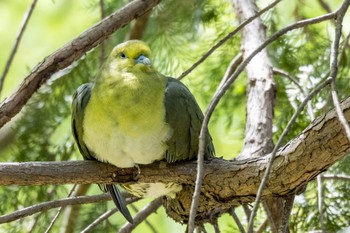 White-bellied Green Pigeon 鶴舞公園(名古屋) Sun, 4/16/2023