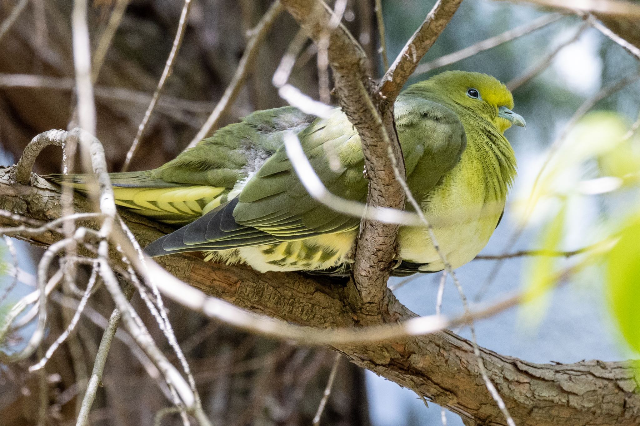 鶴舞公園(名古屋) アオバトの写真