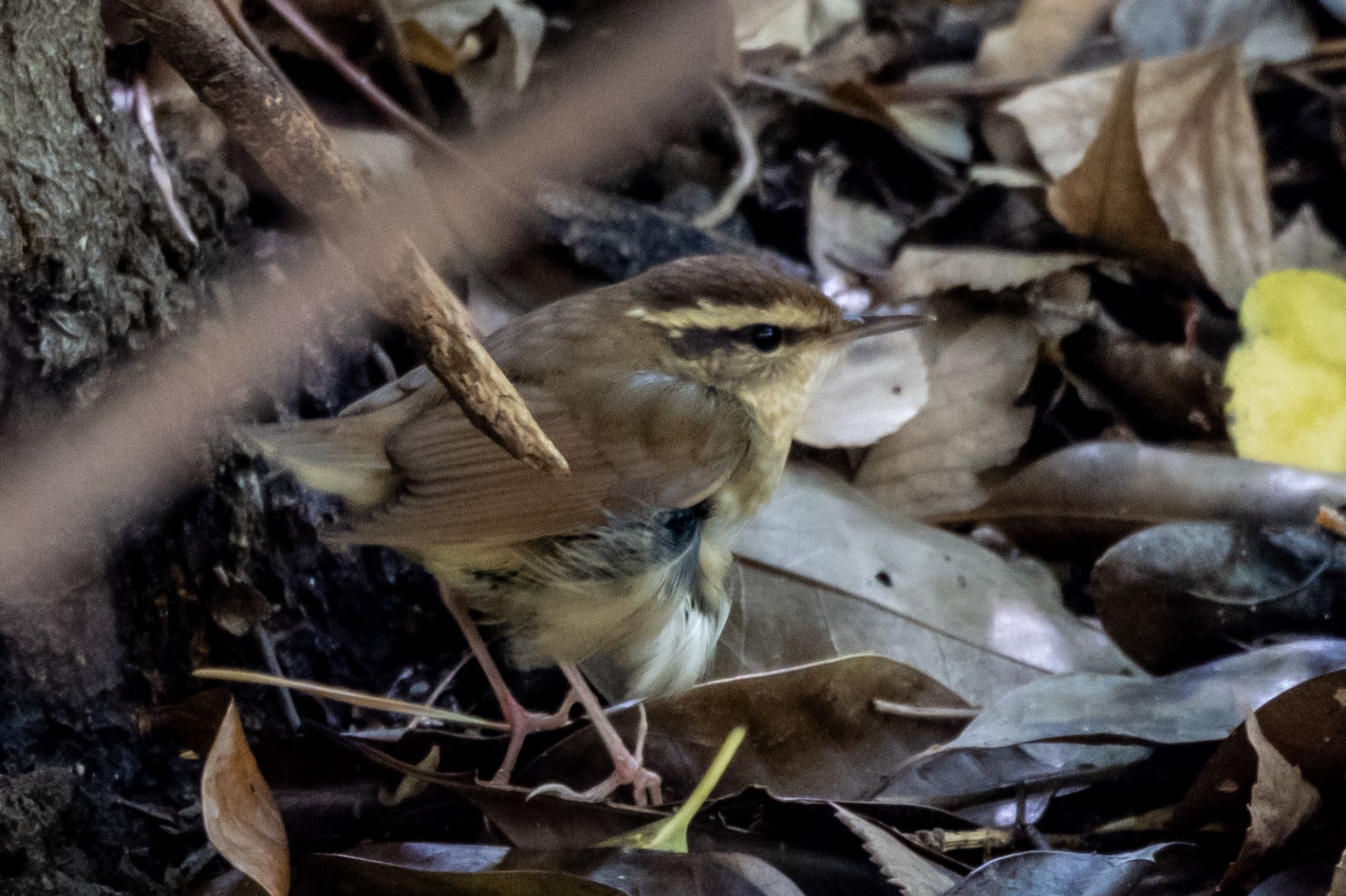 鶴舞公園(名古屋) ヤブサメの写真