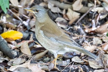 Pale Thrush 鶴舞公園(名古屋) Sun, 4/16/2023