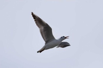 Black-headed Gull Sambanze Tideland Sun, 4/16/2023