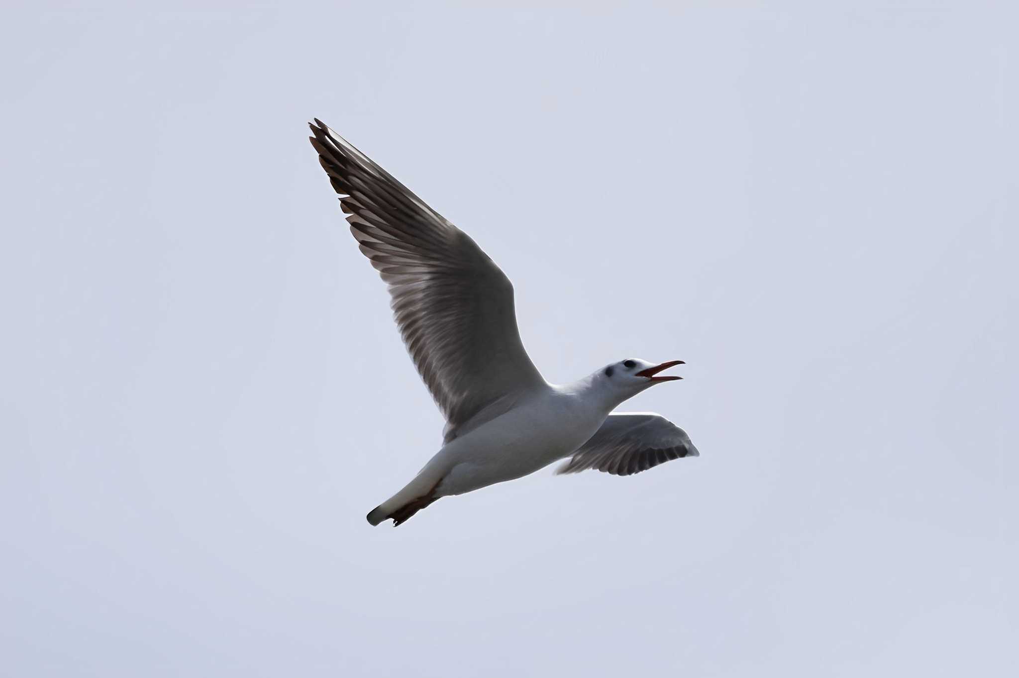 ふなばし三番瀬海浜公園 ユリカモメの写真