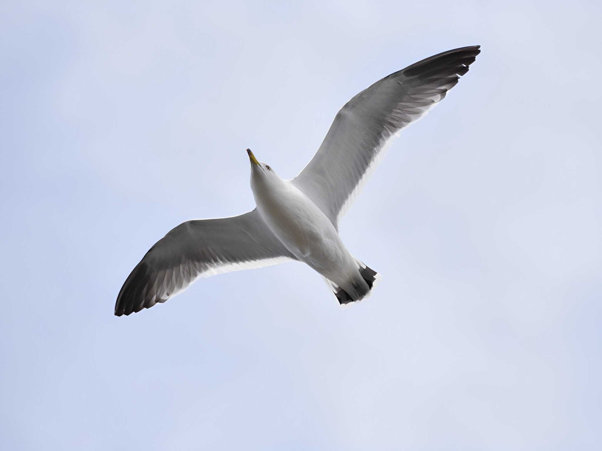 葛西臨海公園 ウミネコの写真