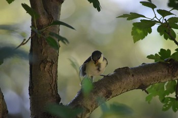 Japanese Tit Kenrokuen Sat, 5/26/2018