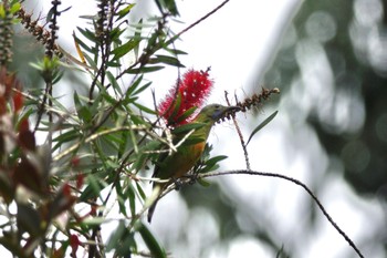 Orange-bellied Leafbird Fraser's Hill Thu, 3/9/2023