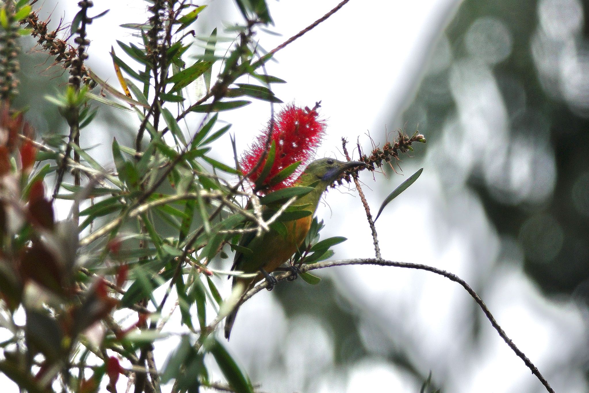 Photo of Orange-bellied Leafbird at Fraser's Hill by のどか