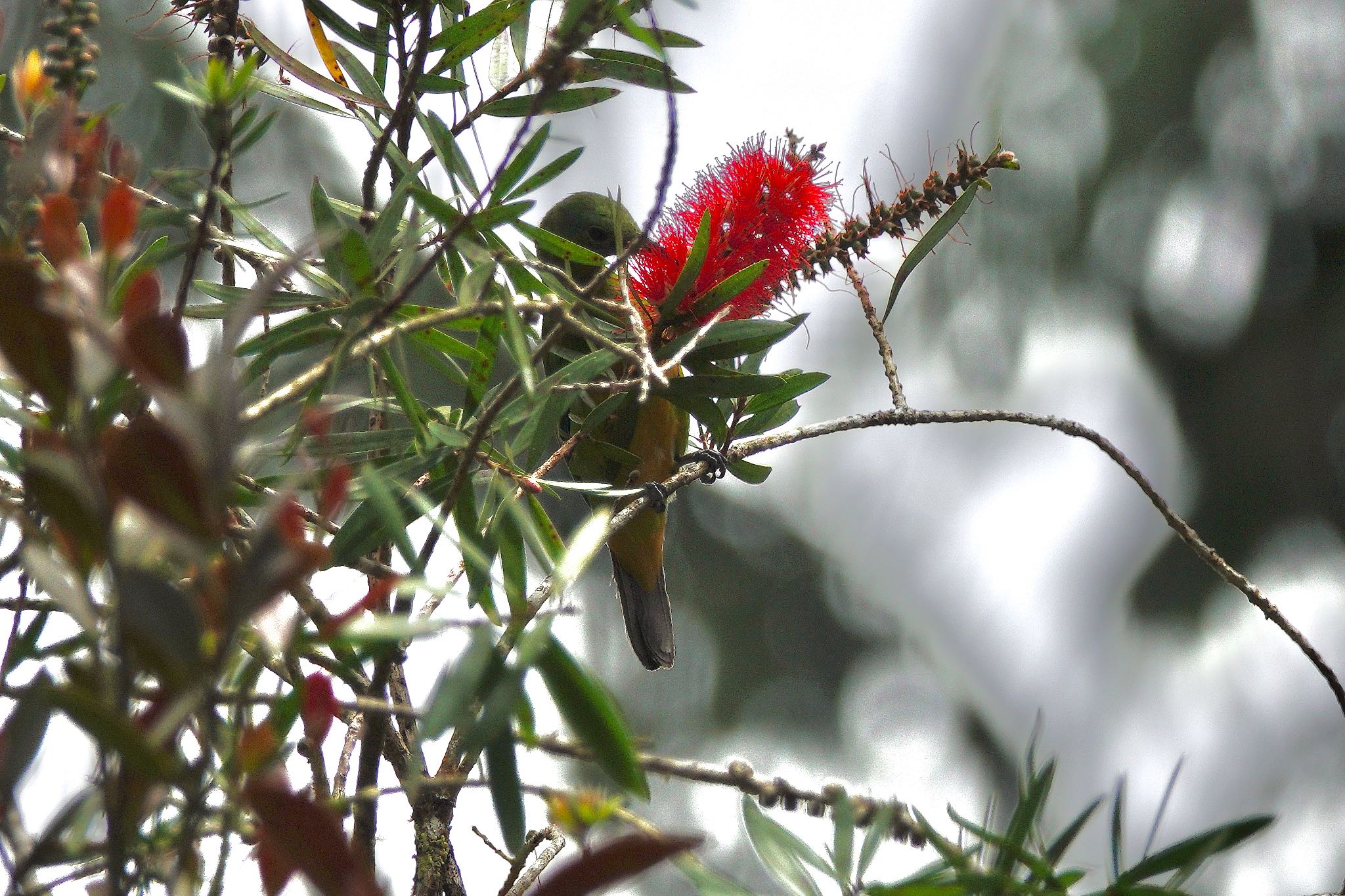 Photo of Orange-bellied Leafbird at Fraser's Hill by のどか