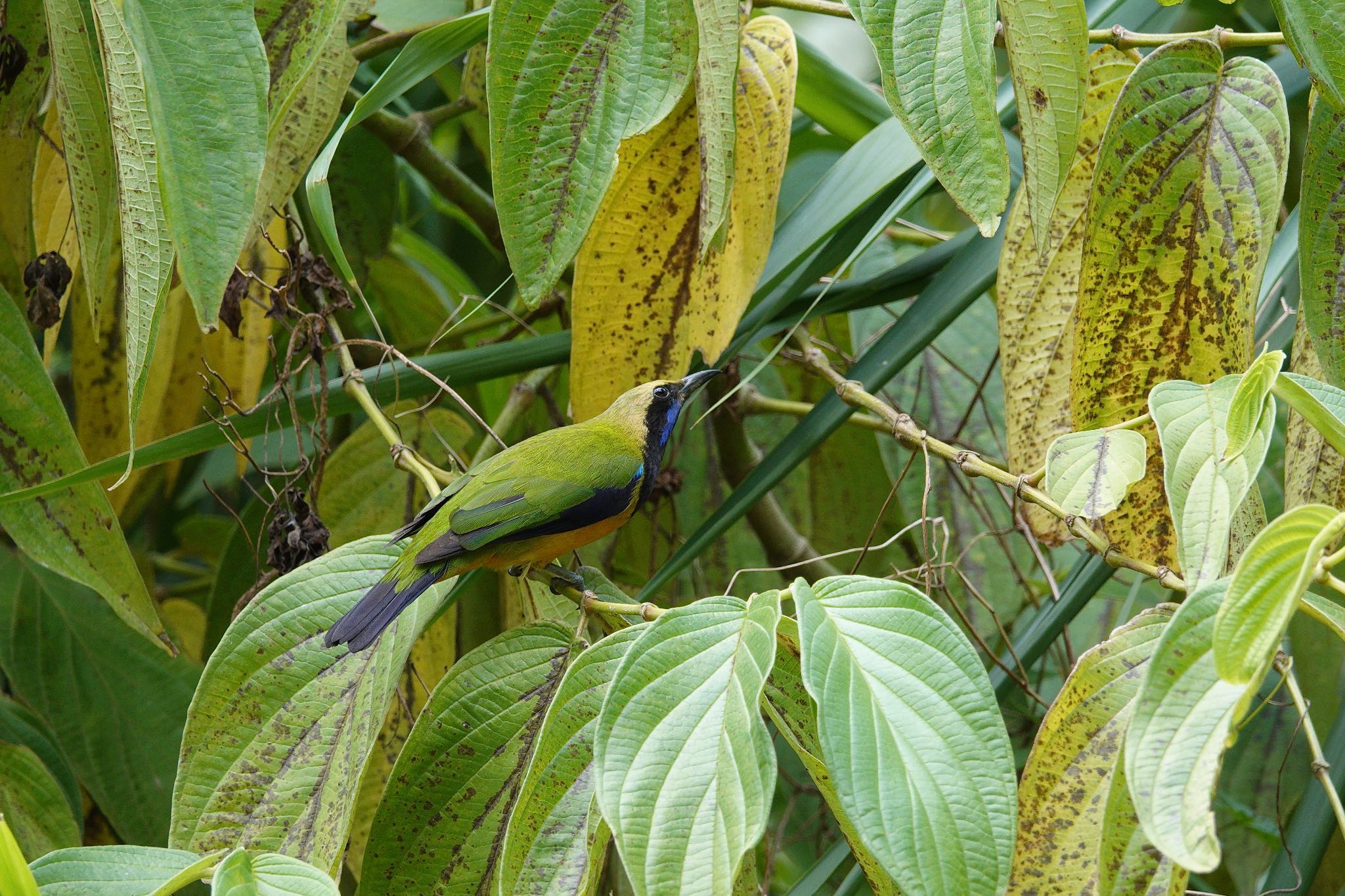 Photo of Orange-bellied Leafbird at Fraser's Hill by のどか