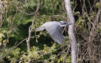 Crested Kingfisher 平成榛原子供のもり公園 Tue, 4/18/2023