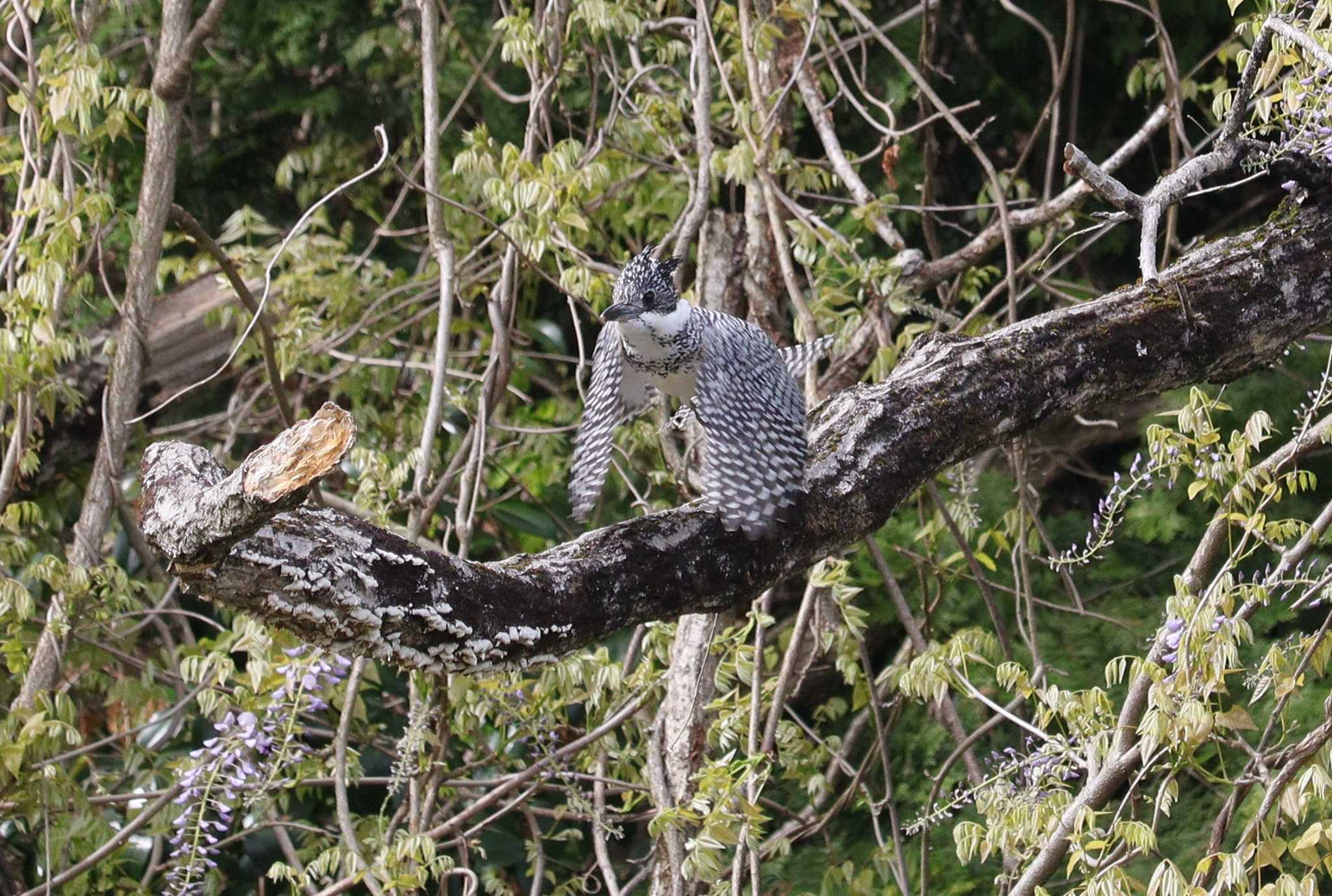 Crested Kingfisher