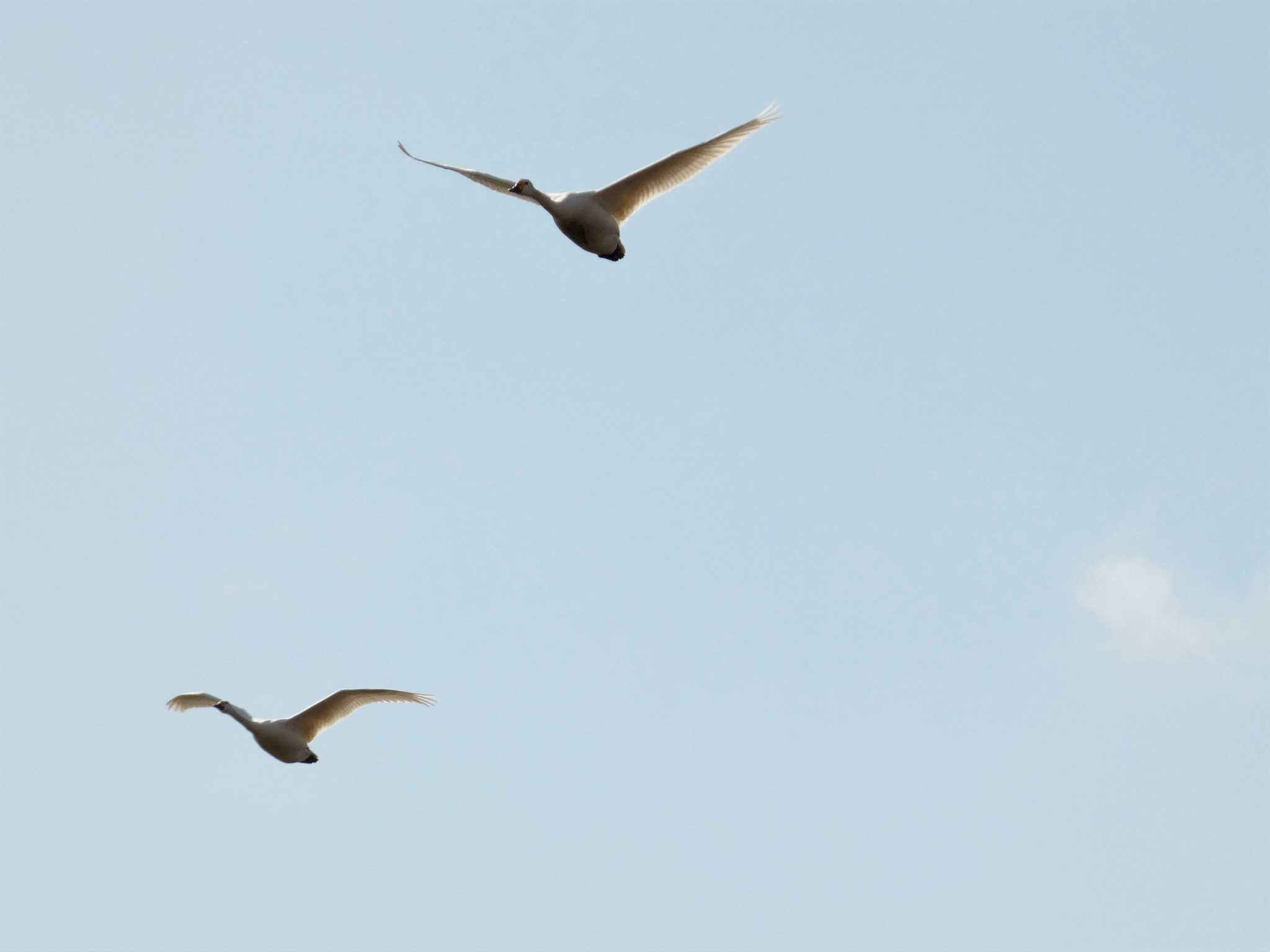 Tundra Swan